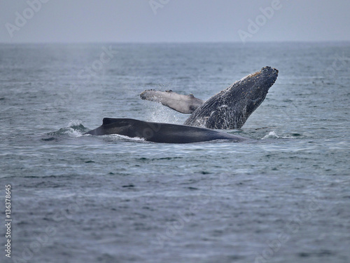 Humpback Whales splashing in Ocean Waters