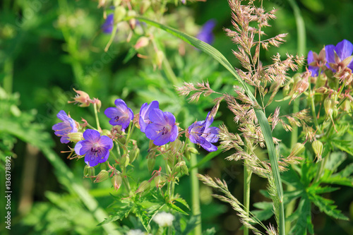 Fototapeta Naklejka Na Ścianę i Meble -  Blooms of Geranium pratense. Purple meadow flowers in Sunny day on green background. For multipurpose design