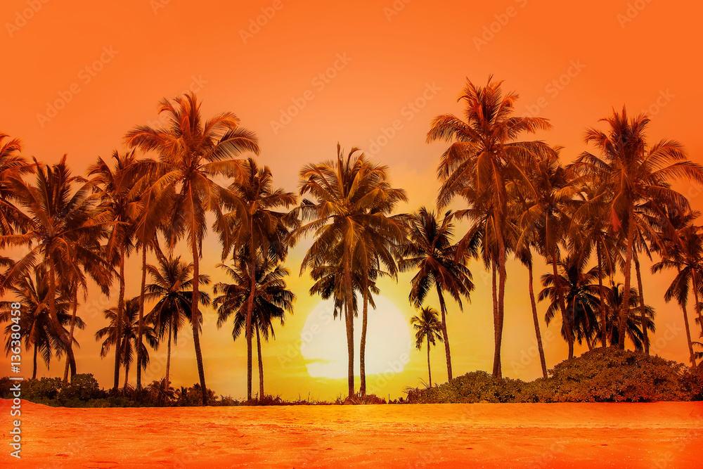 Palm trees at sunset background. Sri Lanka.