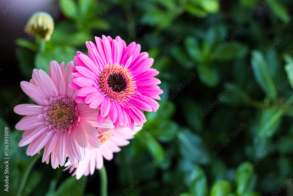 Obraz premium Pink gerbera on green leaf.