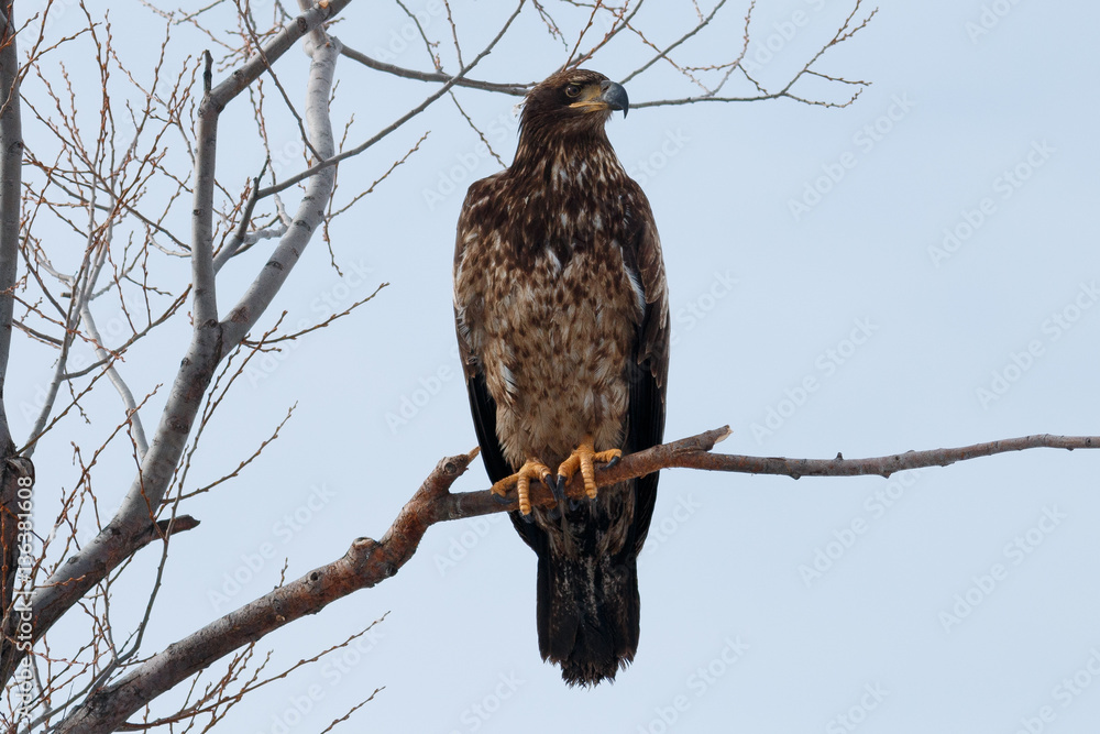 Bald eagle (Immature) sitting on a branch Bald eagle (Immature) sitting on a branch