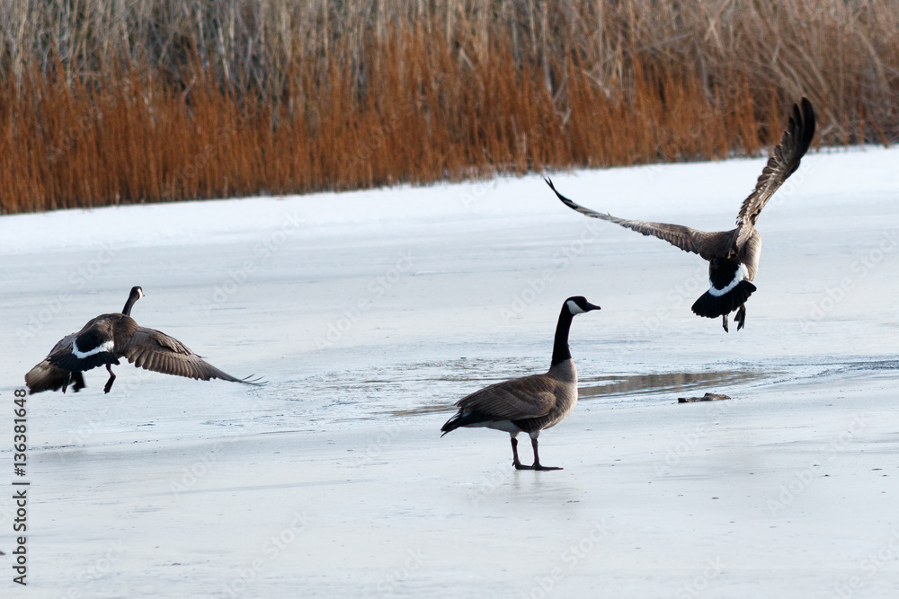 Fototapeta premium Canada geese taking off