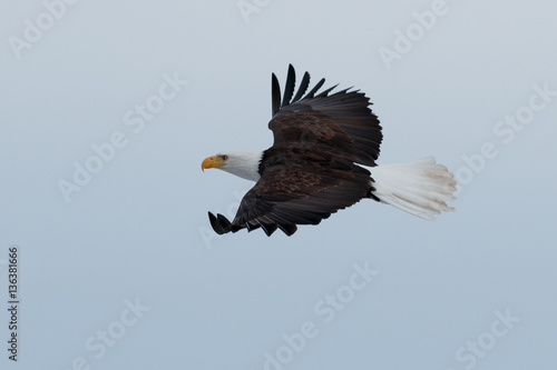 Bald eagle soaring
