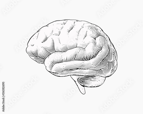 Monochrome engraving brain illustration