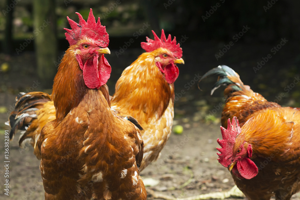 Fototapeta premium poultry farm with free roosters that grazing on traditional courtyard of house village between apple trees