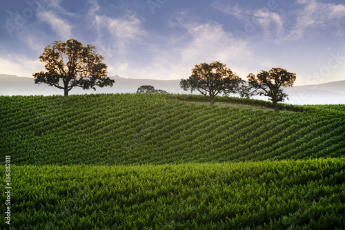 Hillside Vineyard with Oak
