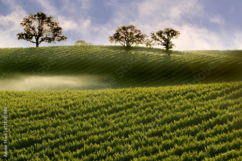 Misty Fog on Hillside Vineyard with Oak