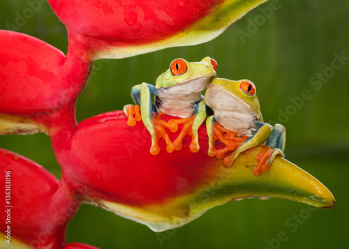 Fotografija Two Red-Eyed Tree Frog Resting on a Heliconia Flower