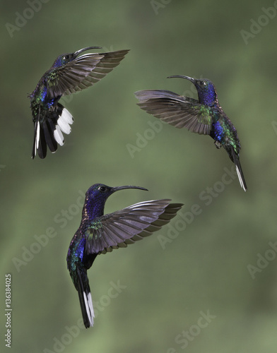 Three Violet Sabrewings (Campylopterus hemileucurus) Flying in a Trio