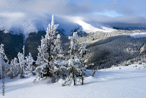 .snow covered trees in winter forest background © mikhailgrytsiv