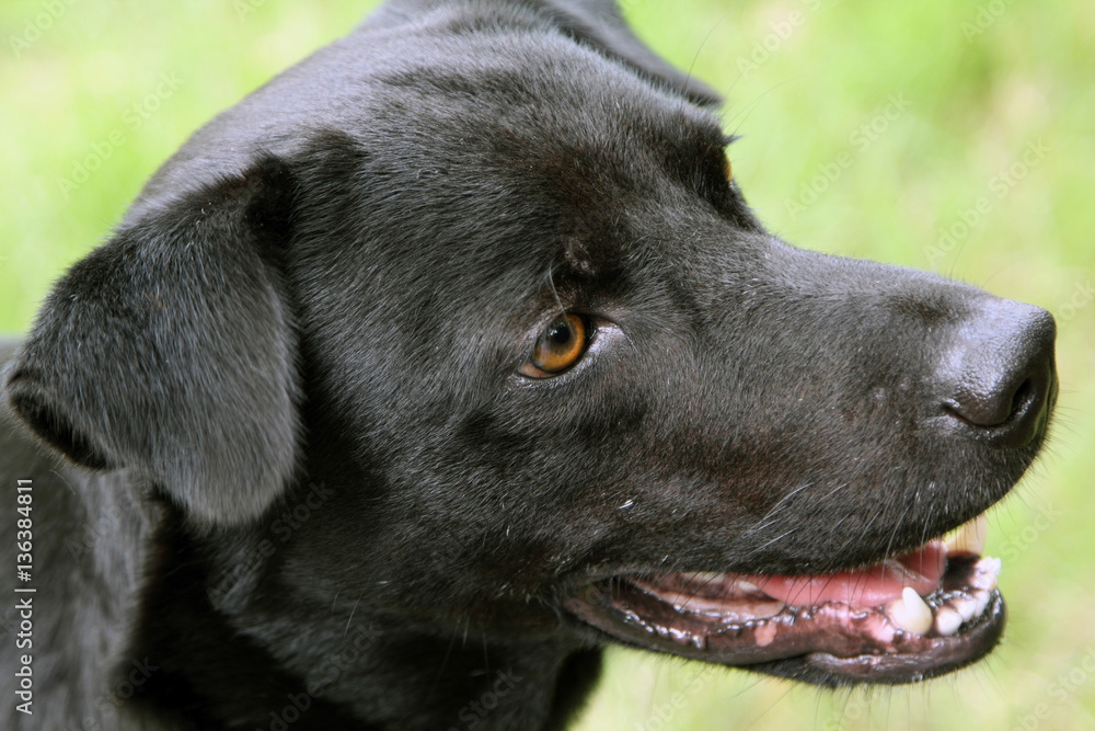 Head shot of dog in Thailand. as animals background or print card Head shot of dog in Thailand. as animals background or print card