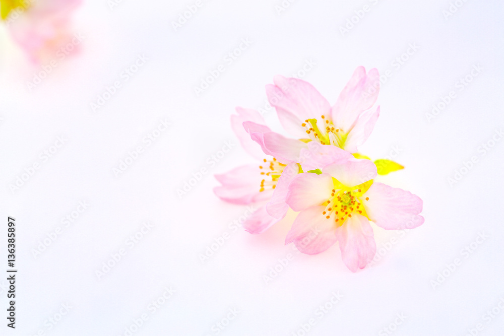 桜 桜