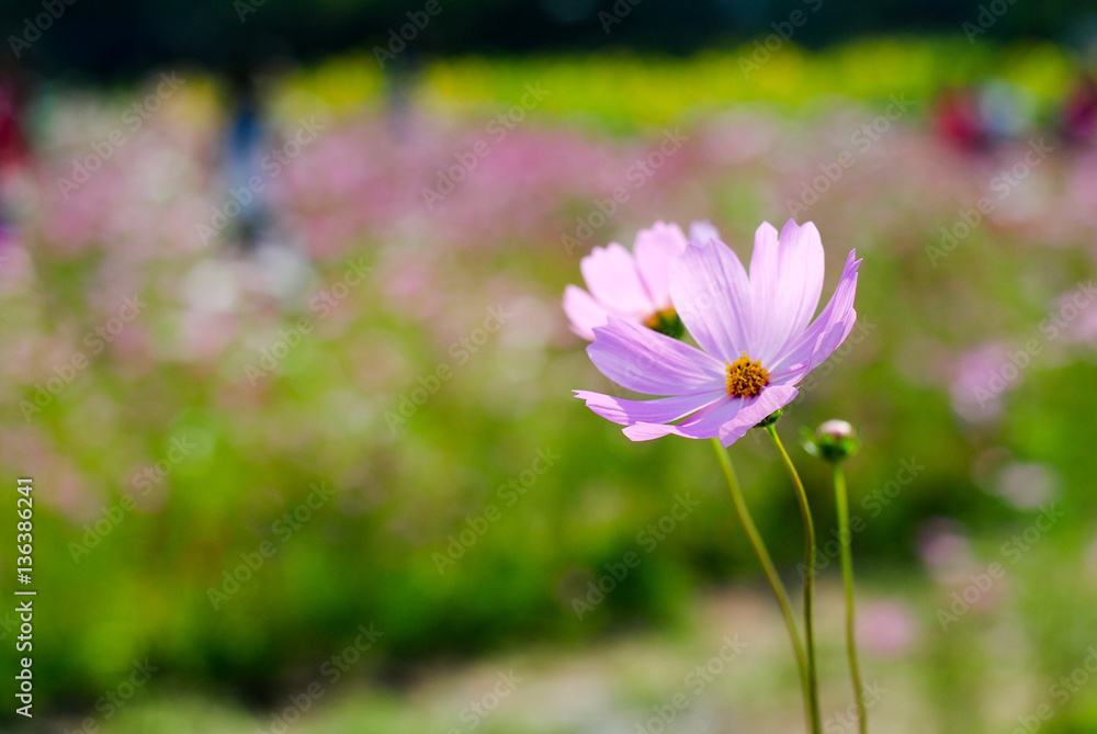 Cosmos flower fields in full bloom.
