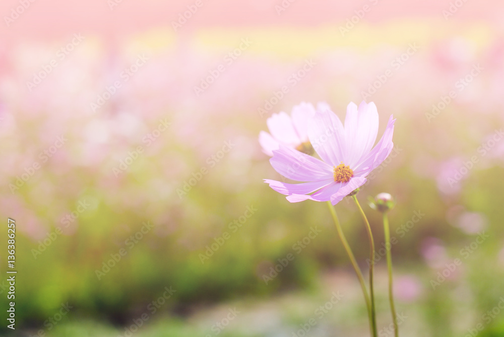 Obraz premium Cosmos flower fields in full bloom. 