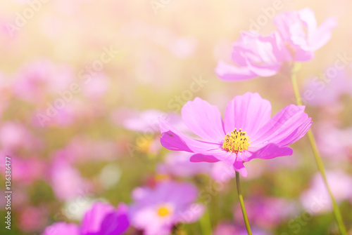 Cosmos flower fields in full bloom.  