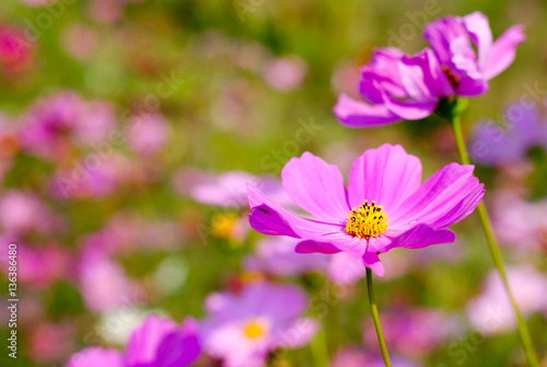 Cosmos flower fields in full bloom.
