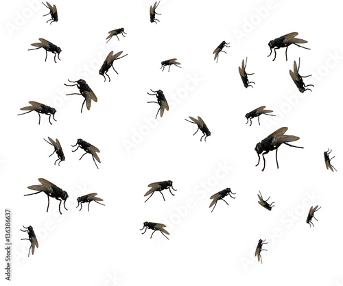 fly on white background photo