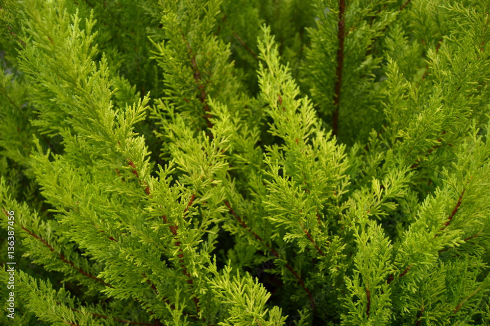 Ramas de árbol Ramas de árbol