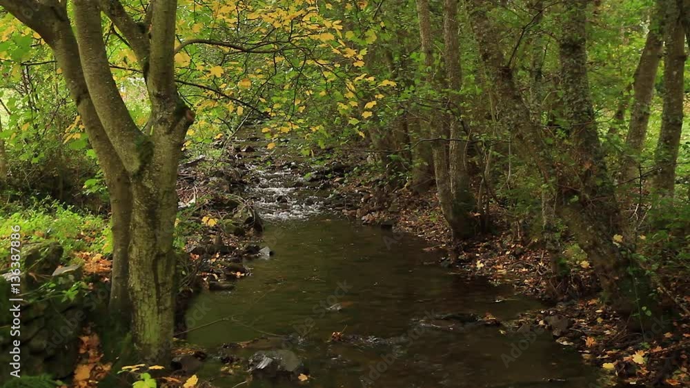 Pequeño Rio entre Arboleda Otoñal