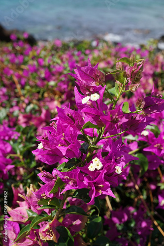 Hawaiian flowers