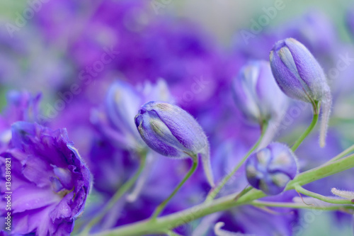 Beautiful purple Delphinium Ranunculaceae flowers are commonly grown in English gardens photo