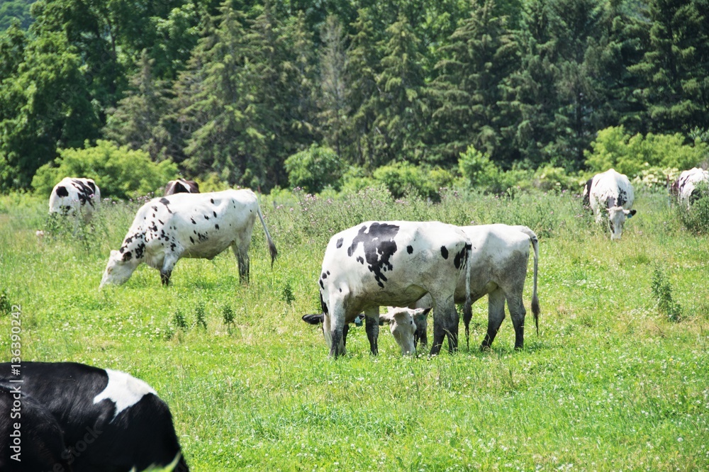 Obraz premium Dairy Cattle