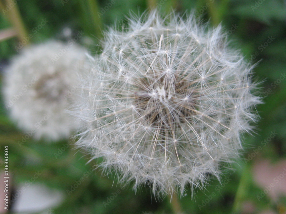 Fototapeta premium Ready to Seed