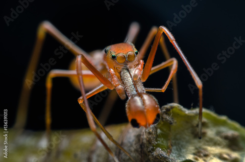  Jumping spider - Myrmarachne plataleoides (Male) or Kerengga an © tinglee1631