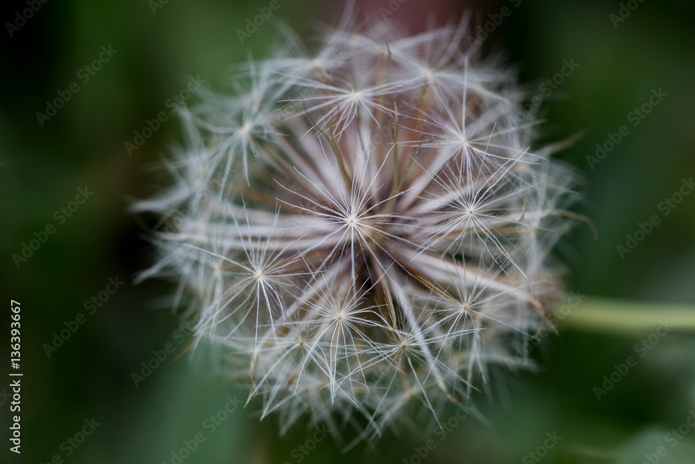 Fototapeta premium Dente-de-Leão em Monte Verde - SP