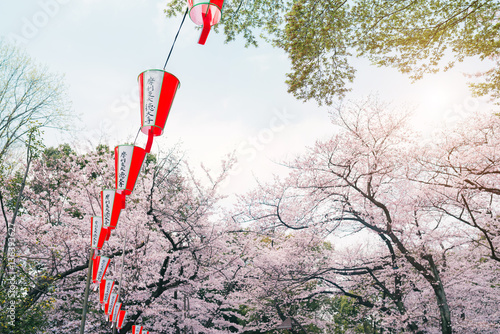 Beautiful cherry blossom sakura in spring time over blue sky.