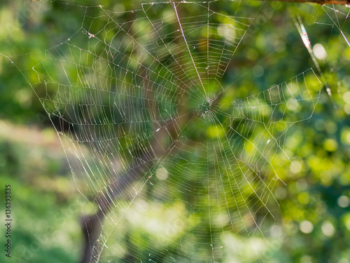 Spider web in green nature background