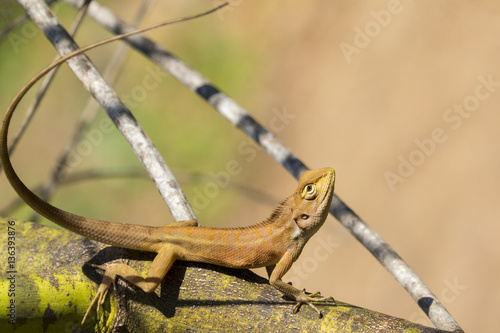 Image of chameleon on nature background. Reptile