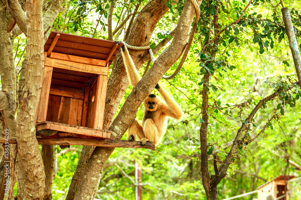 Gibbon with home on tree