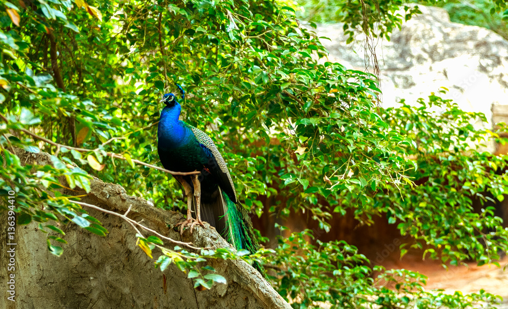 Peacock bird in zoo