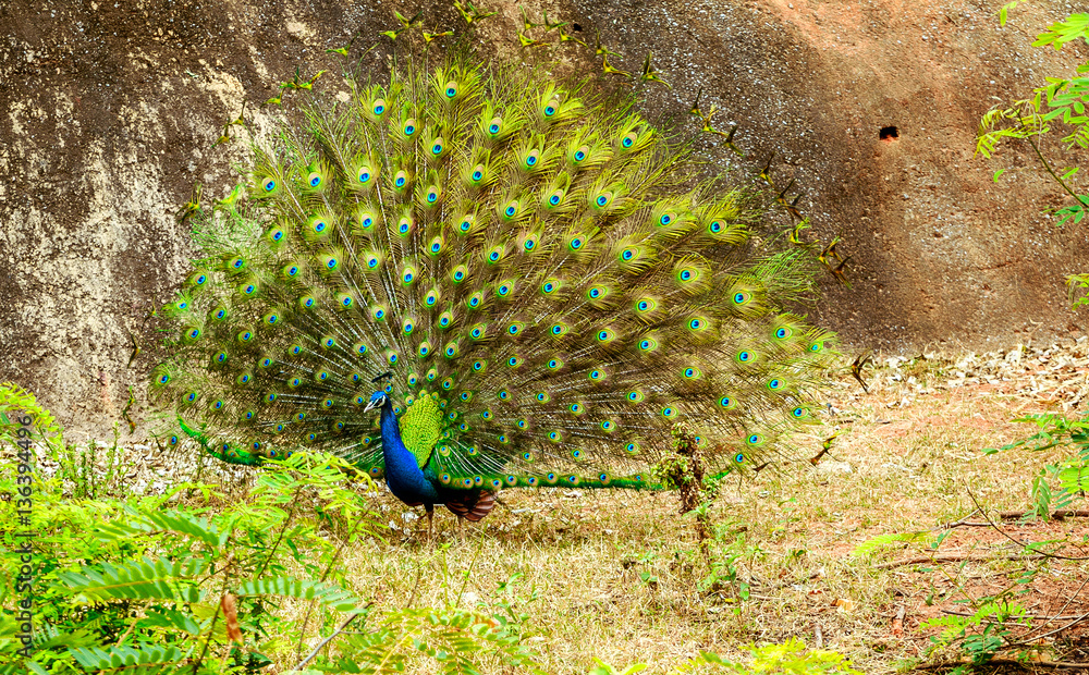 Peacock bird in zoo