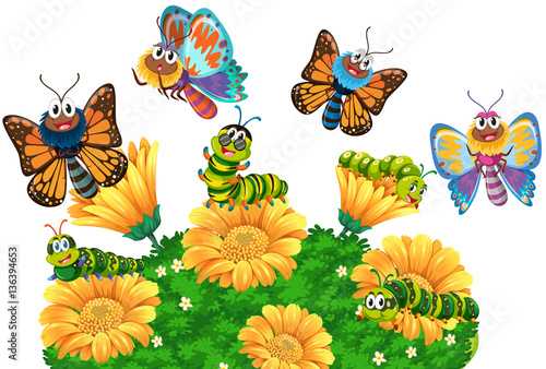 Caterpillars and butterflies in the garden