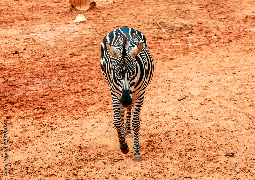 Zebra walking on red sand in zoo
