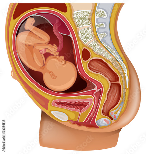 Diagram showing kid in woman womb