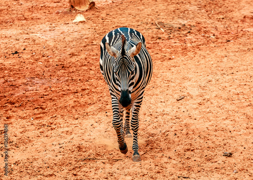 Obraz na płótnie Zebra walking on red sand in zoo w salonie