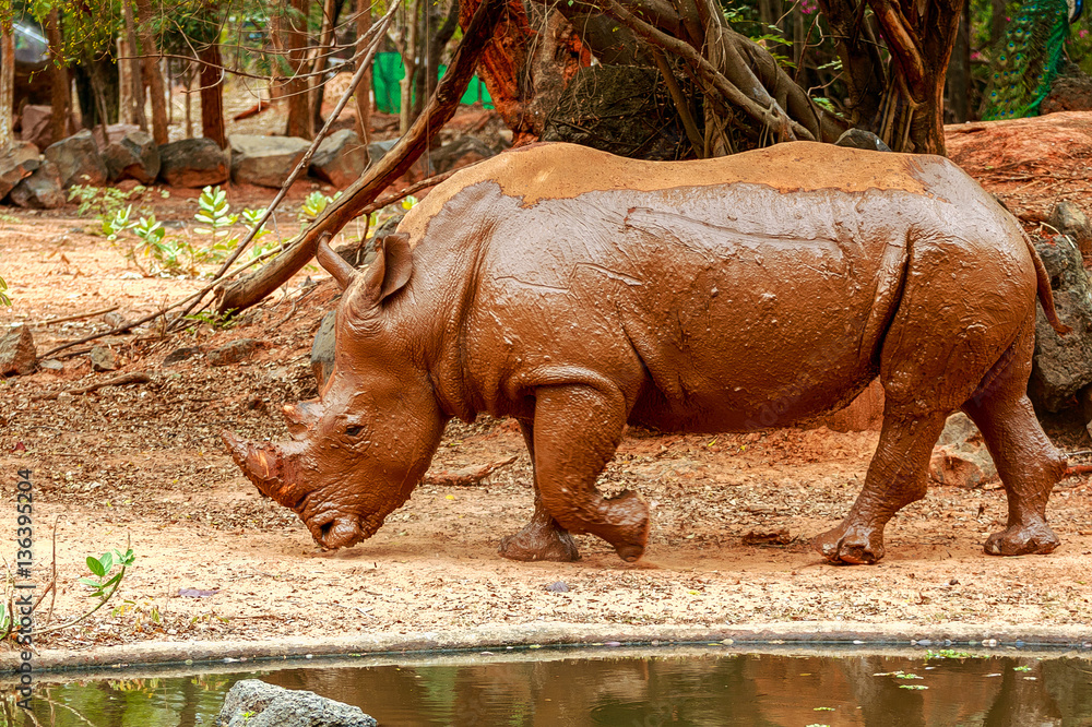 Rhinoceros walking in zoo