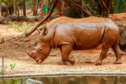 Obraz na płótnie Rhinoceros walking in zoo w salonie