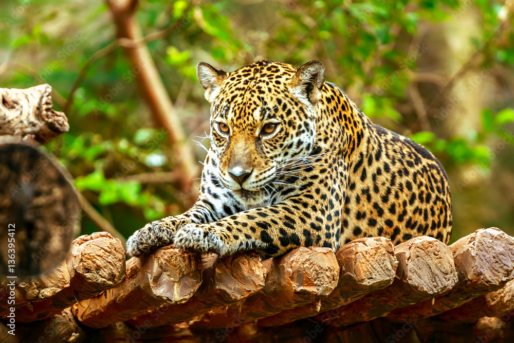 Jaguar sleep on wood floor in zoo