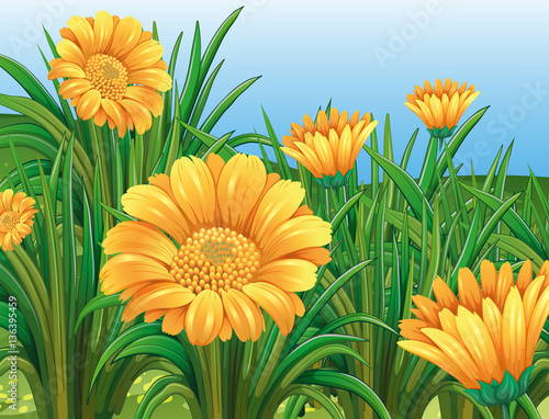 Field of yellow flowers in springtime