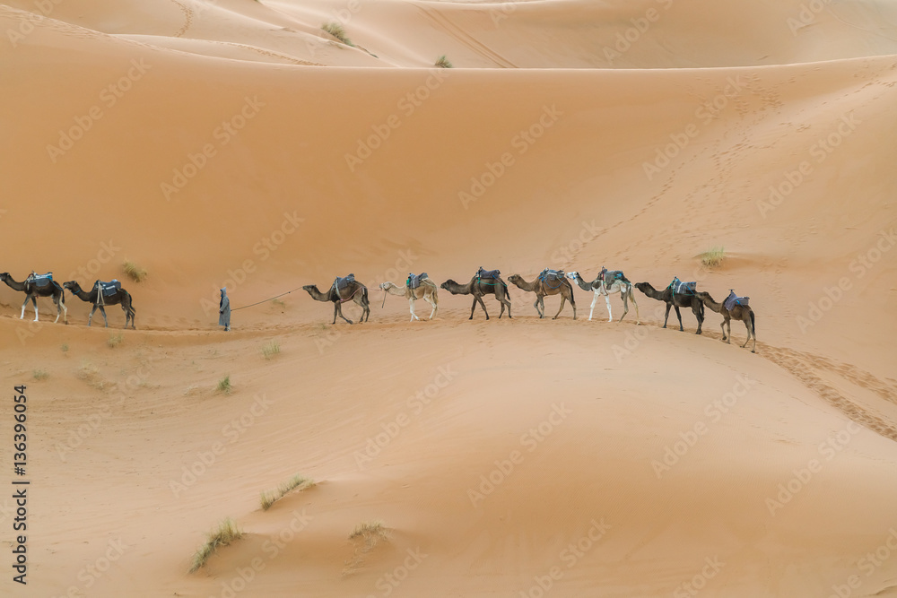 caravan in the desert.
