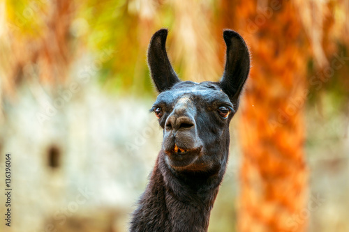 Obraz na płótnie Black lama eating grass on stone background w salonie