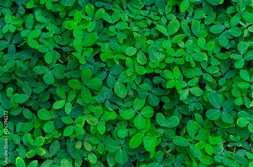 green leaves use for background
