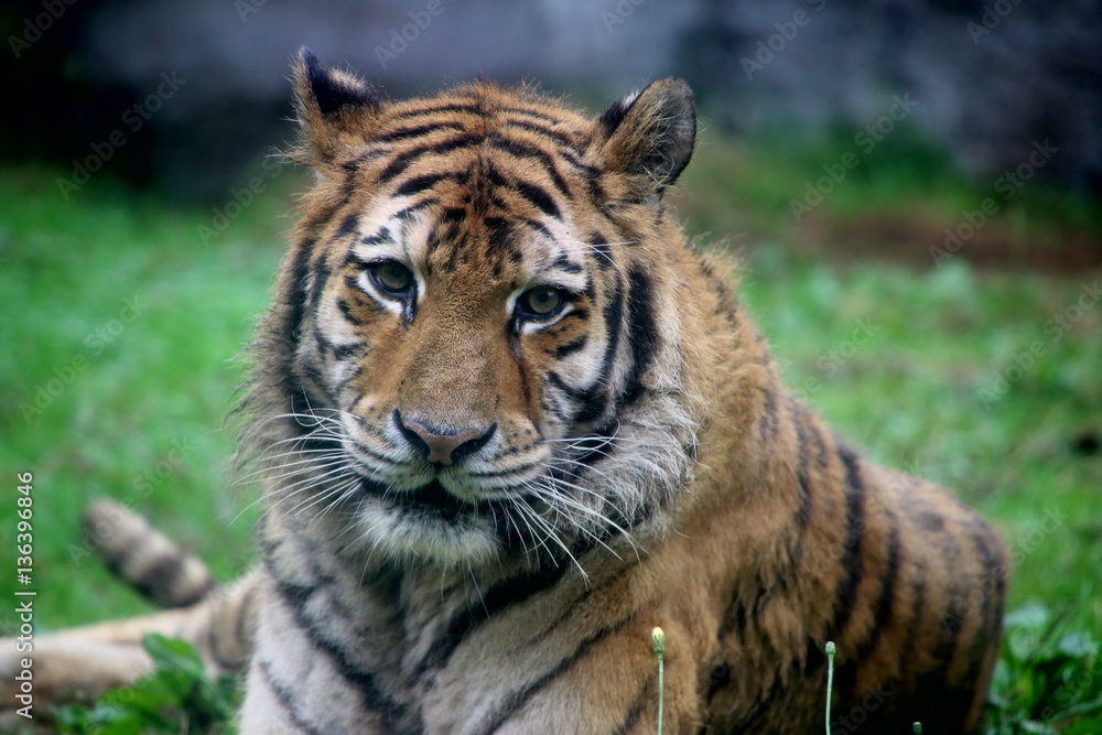 Obraz premium トラ