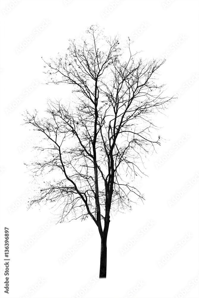Fototapeta premium Dead tree isolated on white background 