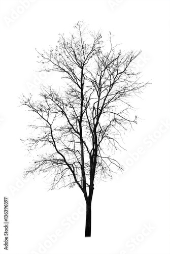 Dead tree isolated on white background  