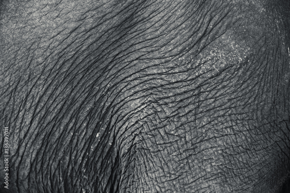 Foto Stock high detail real elephant skin texture. Adobe Stock